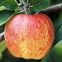Nahaufnahme eines rot-gelben Ontario Apfels am Apfelbaum mit grünen Blättern.