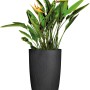 Schwarze Scheurich Pflanzsäule Linetto High, 38x54cm, mit Pflanze. Ideal für Garten und Balkon.