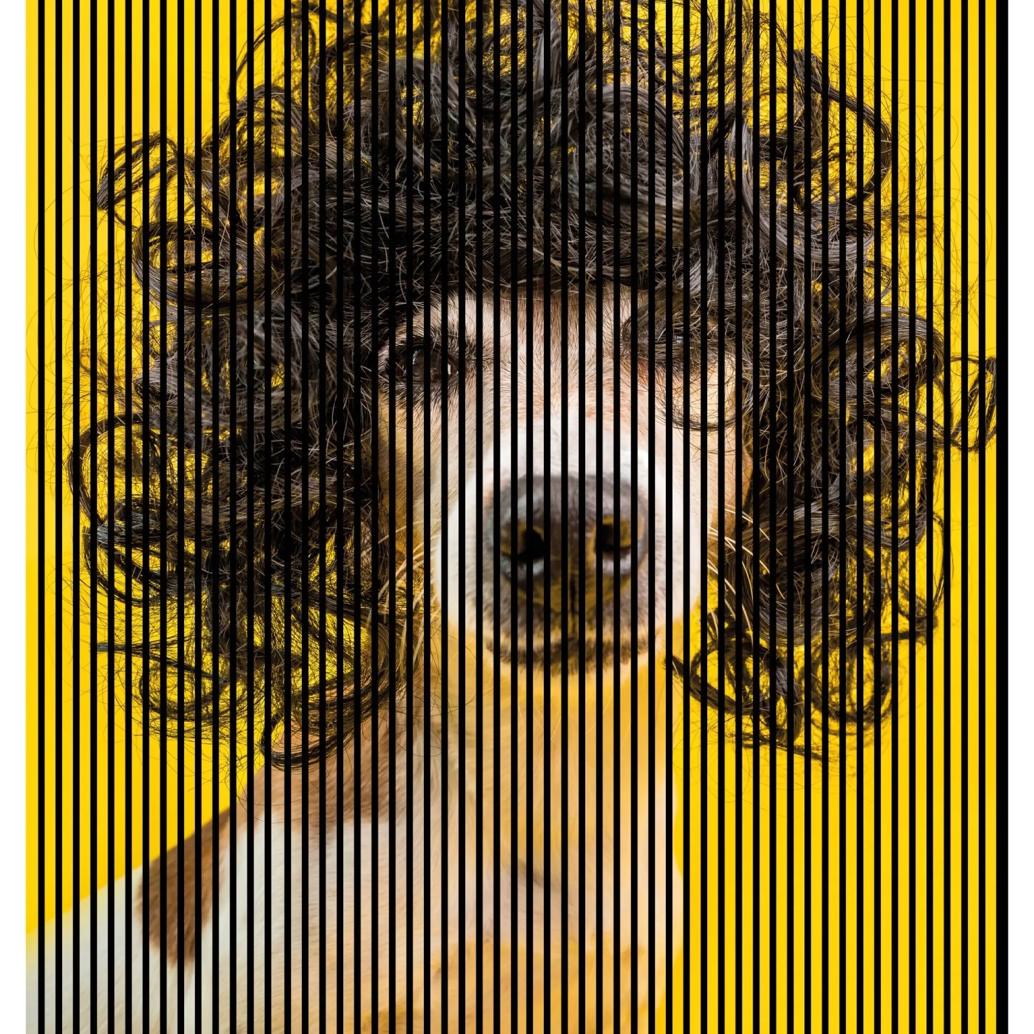 FN Acustico Akustikplatte Dog 2 PET u. MDF Foliert 2.253 x 19 x 2.400 mm