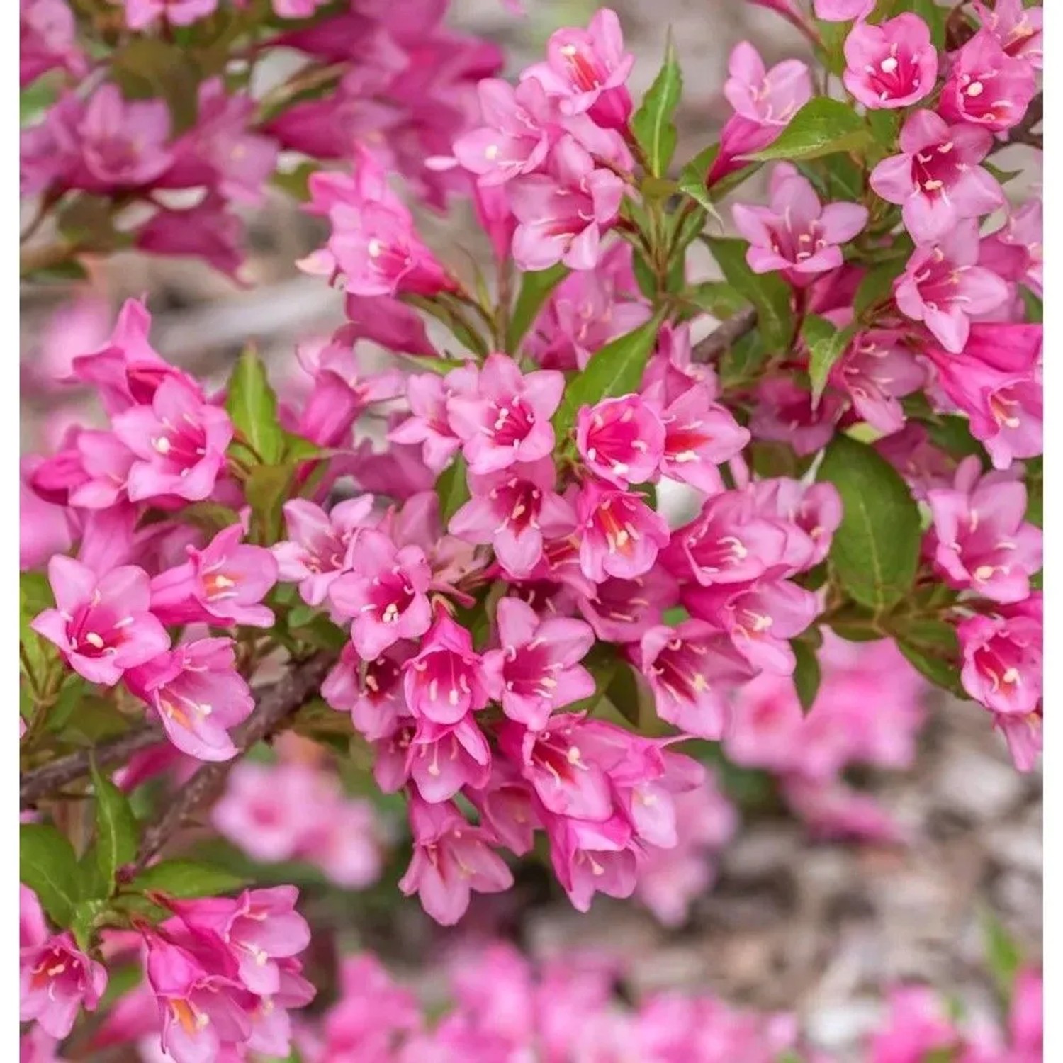 Weigelie Ruby Queen 40-60cm - Weigela florida