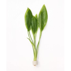 Dennerle Aquariumpflanze Echinodorus Bleherae im Topf für ein gesundes Aquarium.