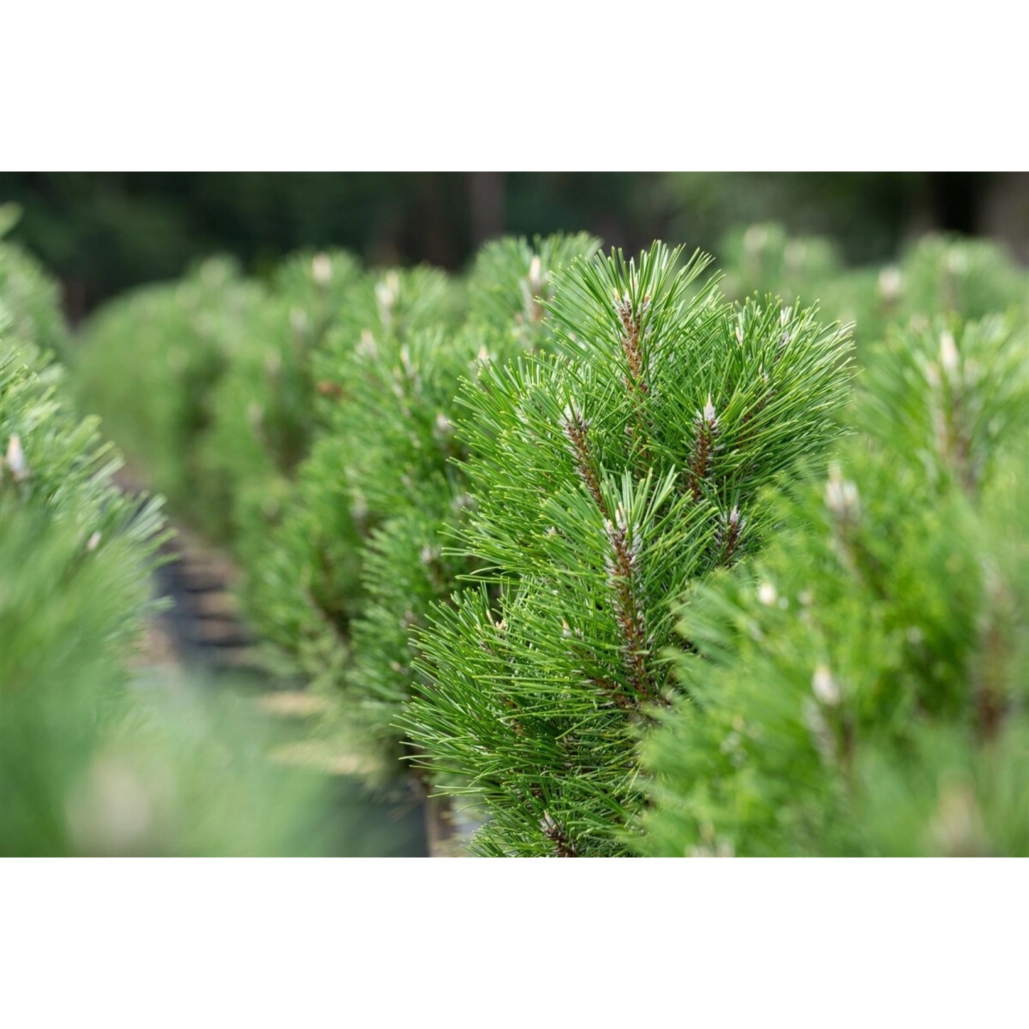 Pinus Nigra Komet Schwarzkiefer 40–50 cm Immergrün günstig online kaufen