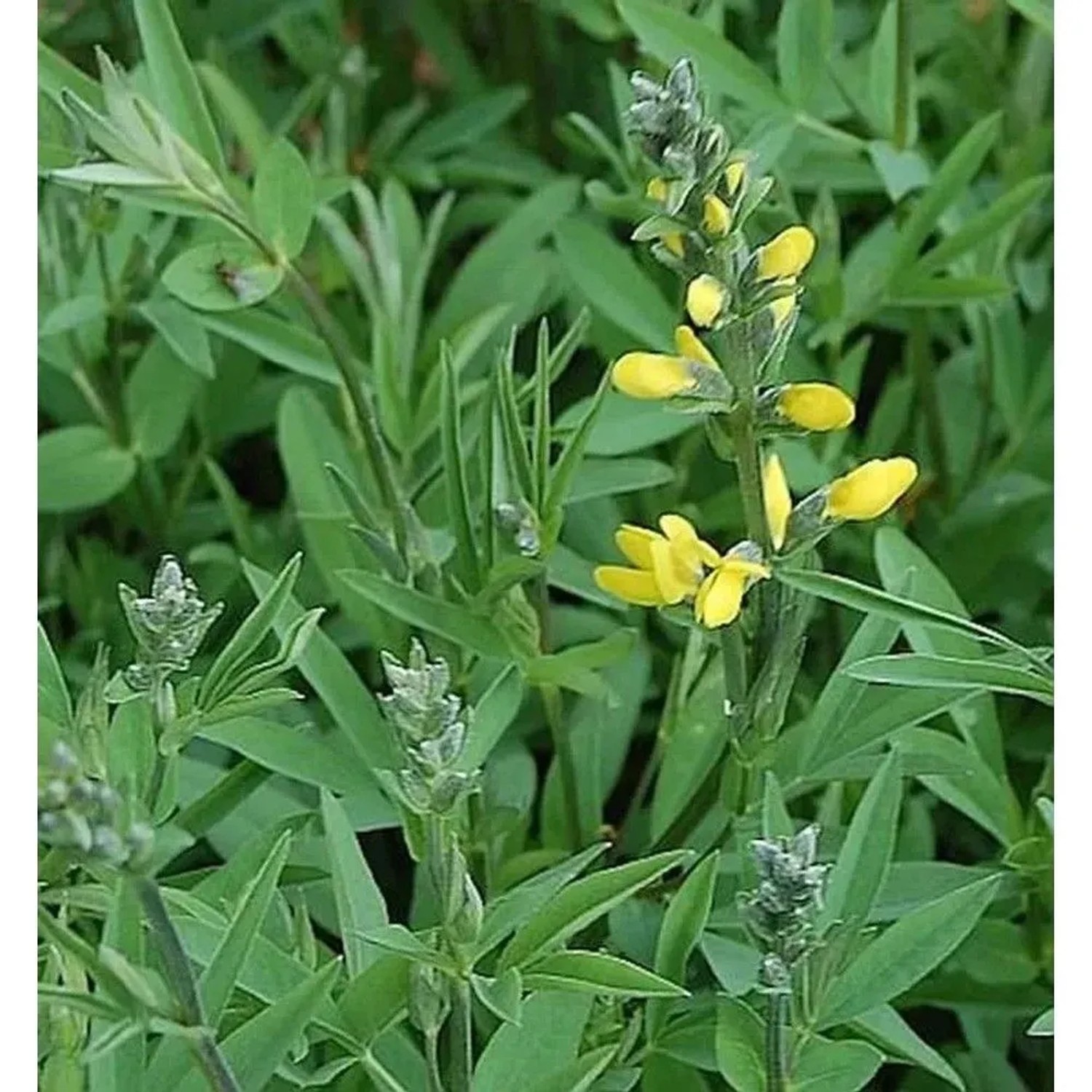 Chinesische Fuchsbohne - Thermopsis chinensis