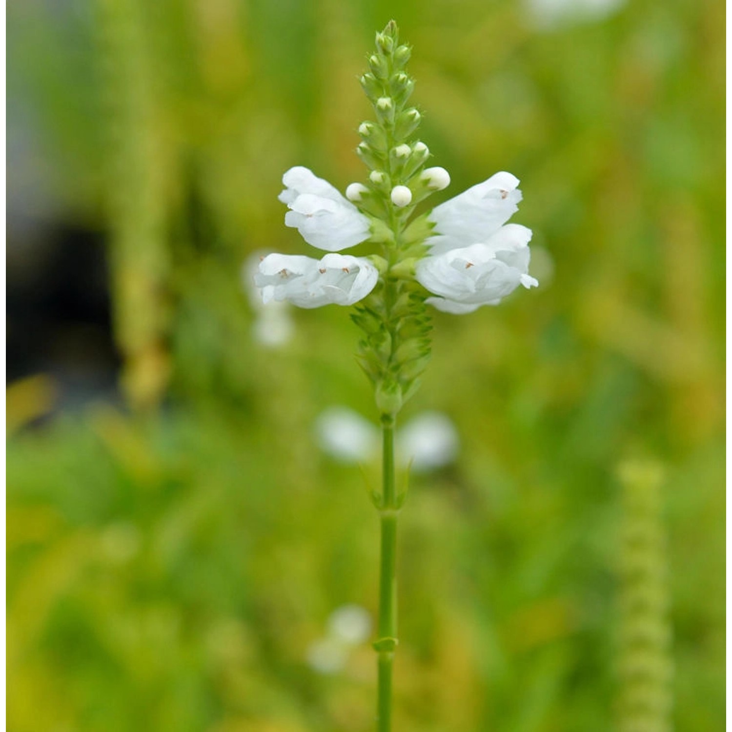 Gelenkblume Alba - Physostegia virginiana günstig online kaufen