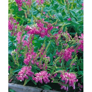 Blühende Rote Gelenkblume (Physostegia virginiana) im 9x9 cm Topf. Staude mit rosaroten Blüten.