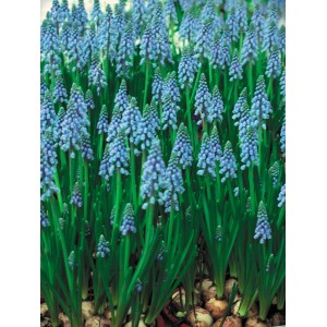 Blaue Traubenhyazinthen (Muscari) im Topf, ideal für die Frühjahrsbepflanzung im Garten oder auf dem Balkon.