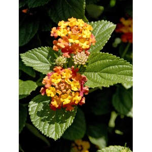 Wandelröschen (Lantana) mit zweifarbigen Blüten im Topf (ca. 12 cm Ø).