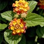 Wandelröschen (Lantana) mit zweifarbigen Blüten im Topf (ca. 12 cm Ø).