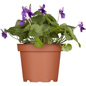 Dunkelblaues Labrador-Veilchen (Viola labradorica) im braunen Topf, ca. 9x9 cm.