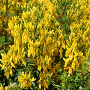 Färberginster Royal Gold (Genista tinctoria) mit leuchtend gelben Blüten.