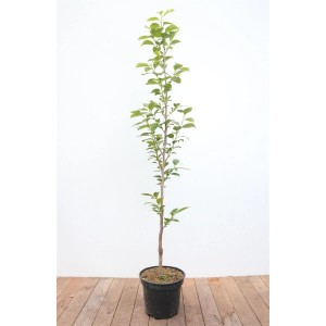 Diospyros Kaki 'Ernesto' im Topf, 125-150 cm hoch. Hausbaum mit grünen Blättern.