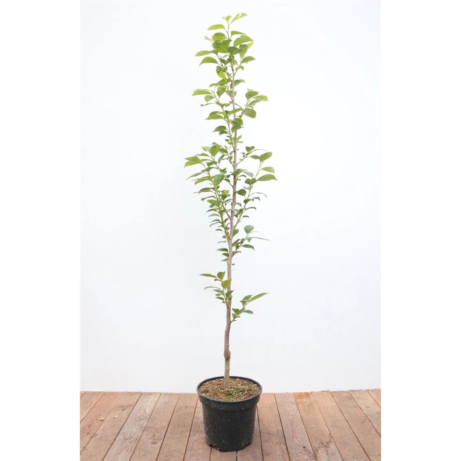 Diospyros Kaki Ernesto Kaki 125–150 cm Süß Und Saftig günstig online kaufen