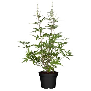 GROW by OBI Mönchspfeffer Summertime Blues im 3l Topf, ca. 40-60cm hoch.