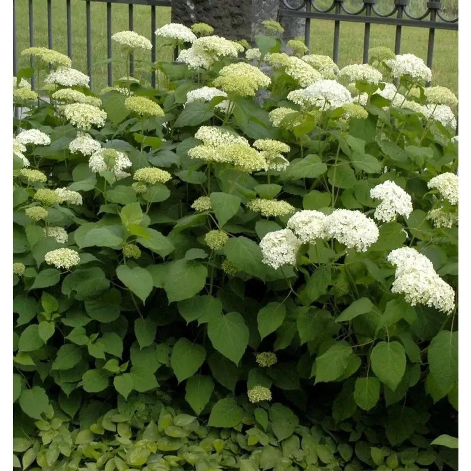 Ballhortensie Bounty 40-60cm - Hydrangea arborescens