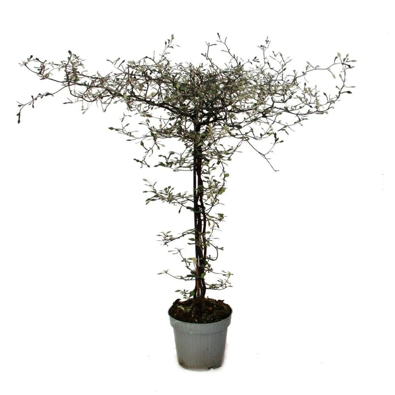 Exotenherz Corokia Cotoneaster Zickzackstrauch im Topf, ca. 40-50cm hoch.