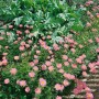 Rosa Malerblume (Tanacetum coccineum) im Gartenbeet, leuchtend rosa Blüten.