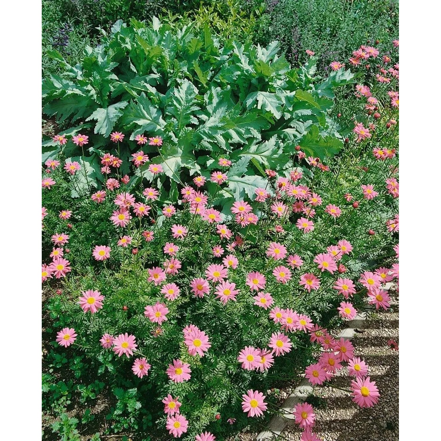 Rosa Malerblume (Tanacetum coccineum) im Gartenbeet, leuchtend rosa Blüten.