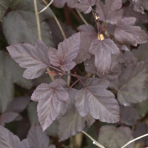 Nahaufnahme der rotblättrigen Blasenspiere (Physocarpus opulifolius) mit markantem, dunklem Laub.