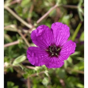 Nahaufnahme einer purpurfarbenen Blüte des Storchenschnabel Giuseppii.