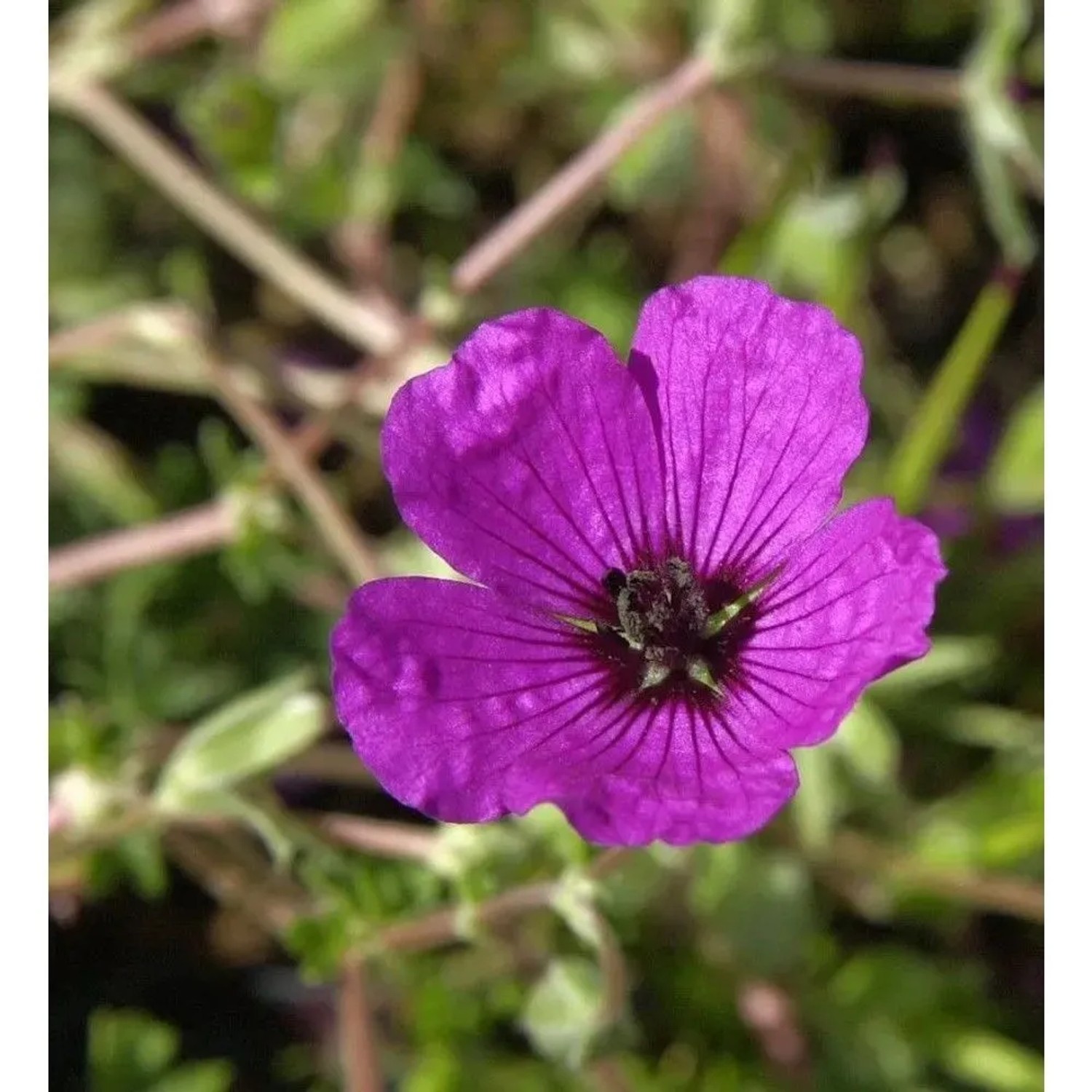 Storchenschnabel Giuseppii - Geranium cinereum
