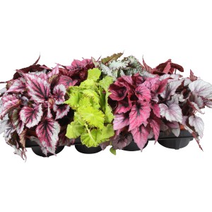 Verschiedene GROW by OBI Blattbegonien Beleaf im 12 cm Topf mit bunten Blattmustern.