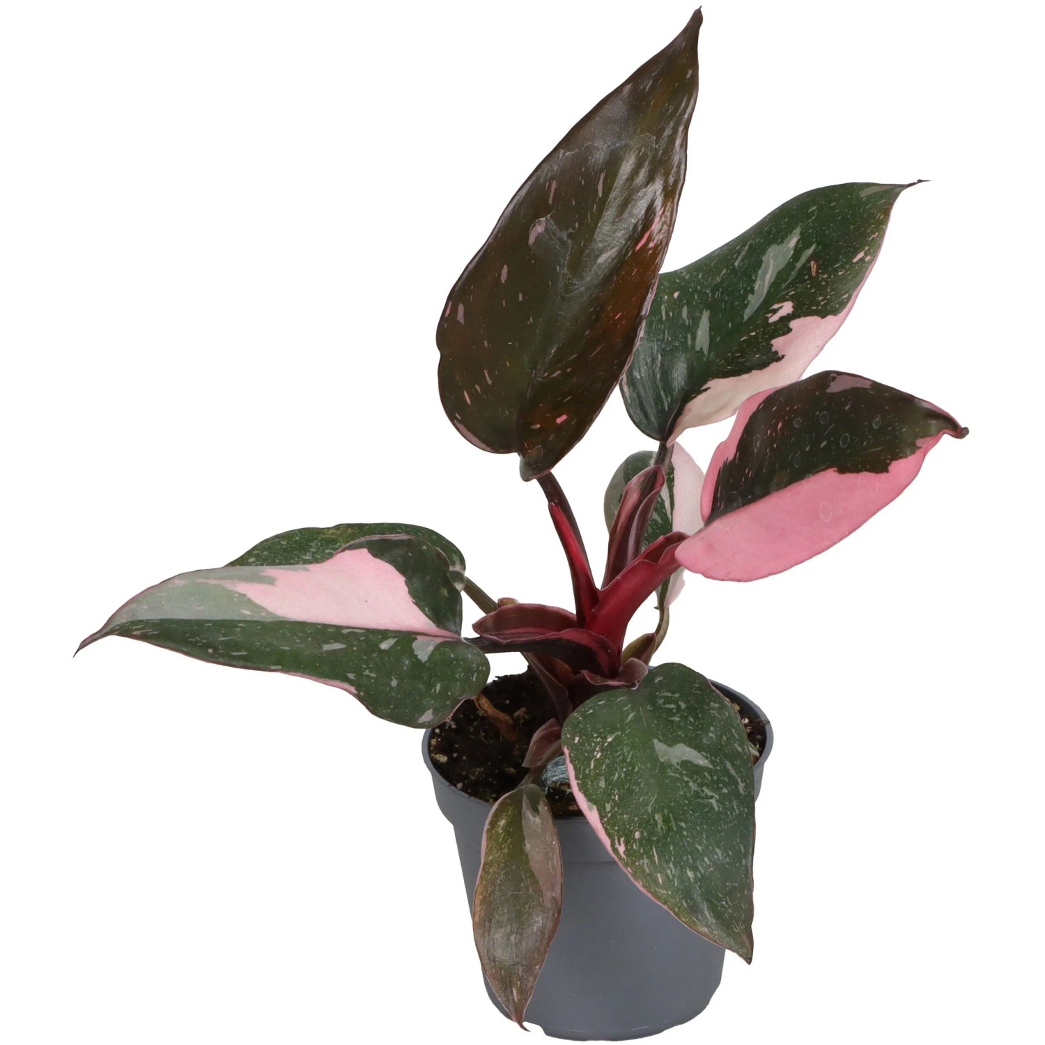 spanish thyme plant Tropical Oregano Cuttings 5-Pack Variegated Plectranthus amboinicus Sp –  Jayme Garden