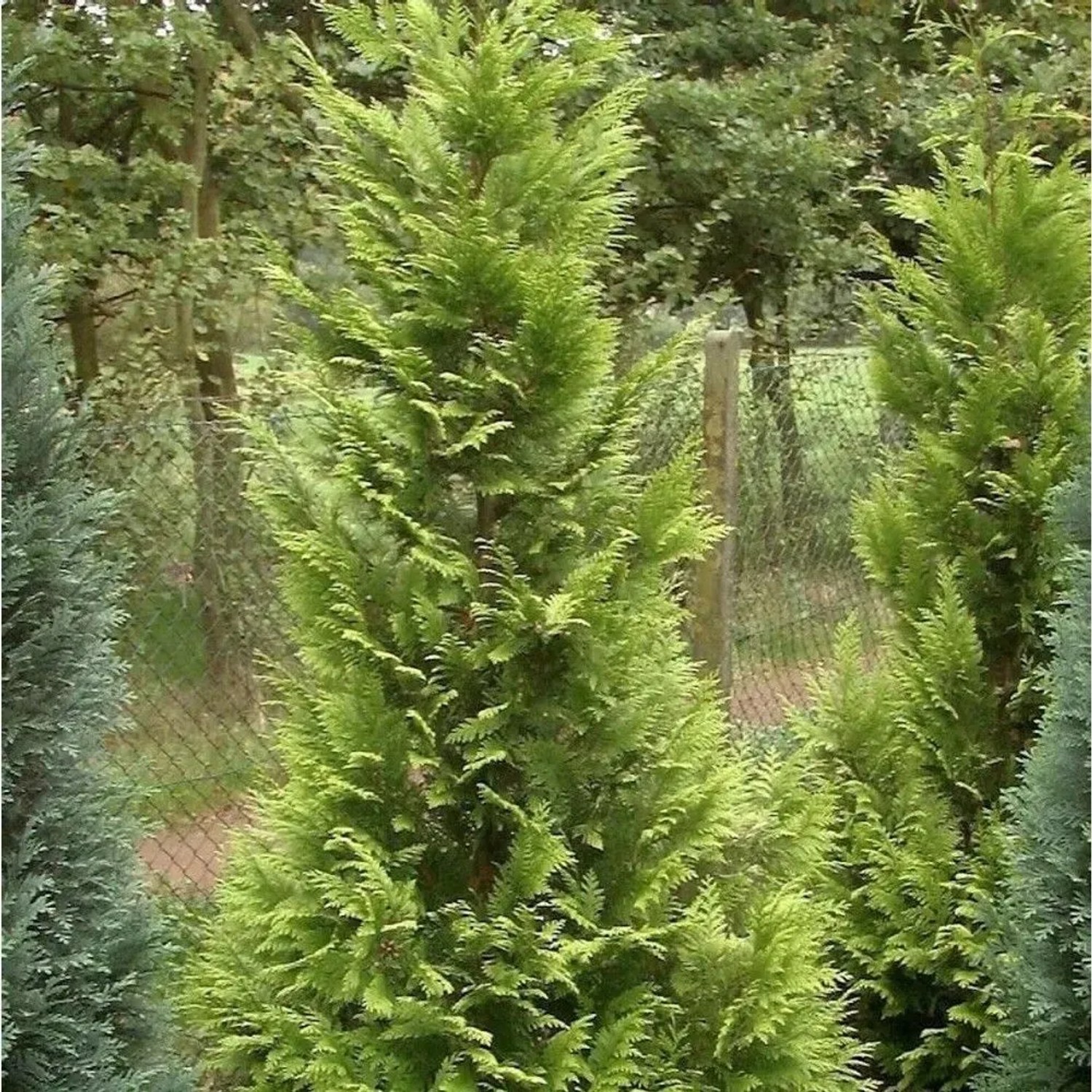 Garten Zypresse Sunny Kiss Green 40-60cm - Chamaecyparis,awsoniana
