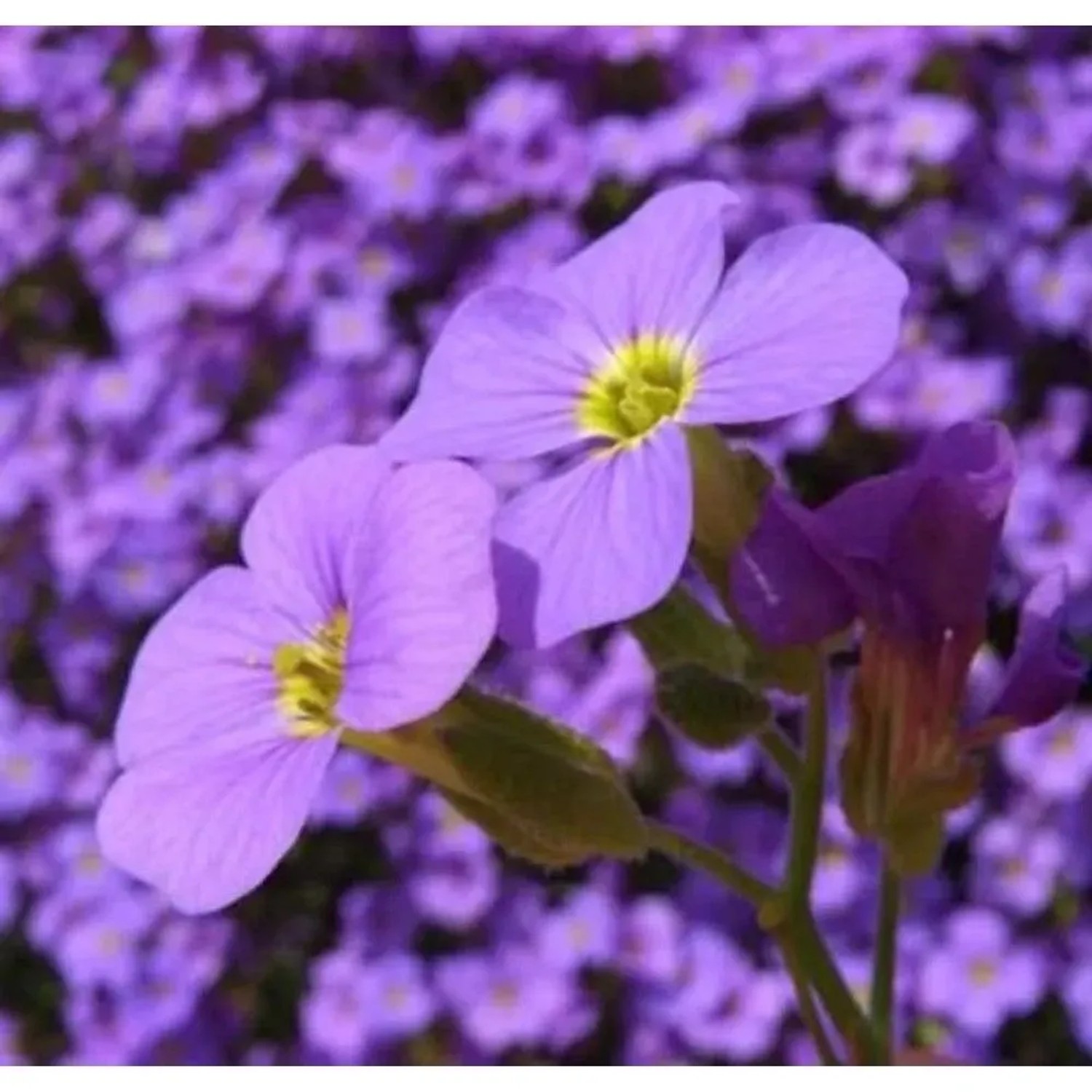 Blaukissen Tauricola - Aubrieta
