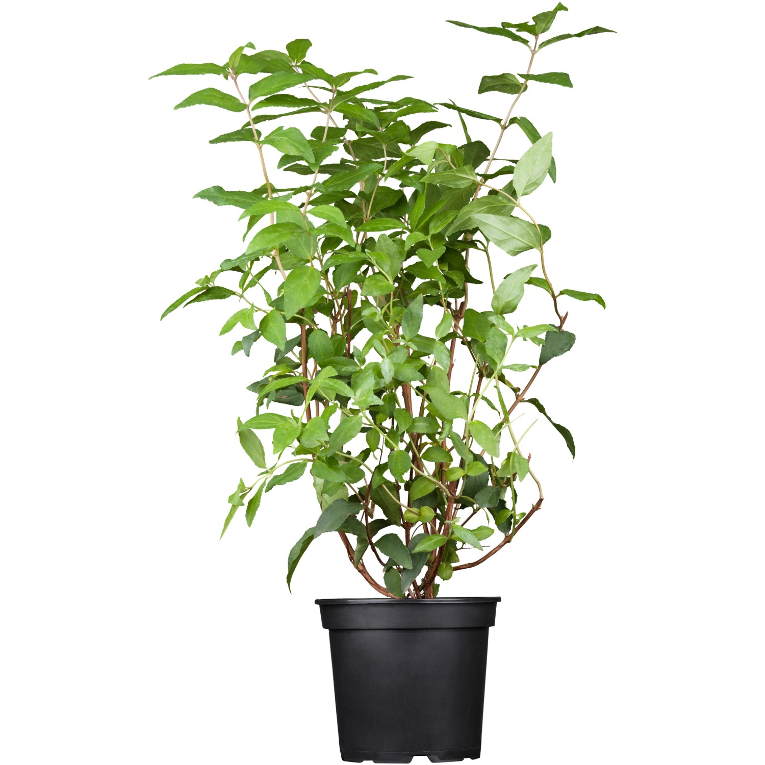 OBI Deutzie Plena Weiß Höhe ca. 50 - 60 cm Topf ca. 3,5 l Deutzia günstig online kaufen