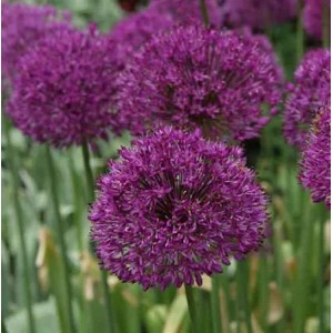 Zierlauch Purple Sensation - Allium aflatunense