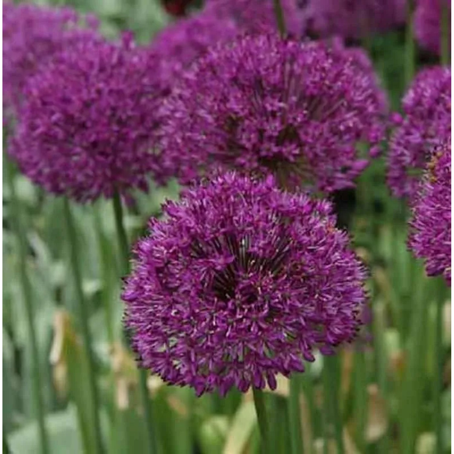 Zierlauch Purple Sensation - Allium aflatunense