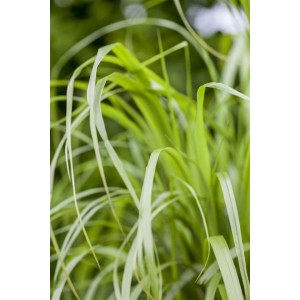Nahaufnahme von Diamantgras (Calamagrostis Brachytricha) im Topf, grüne Halme im Fokus.