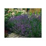 Blühender Lavendel 'Munstead' als Bodendecker im Garten, violette Blüten, 60er Set.