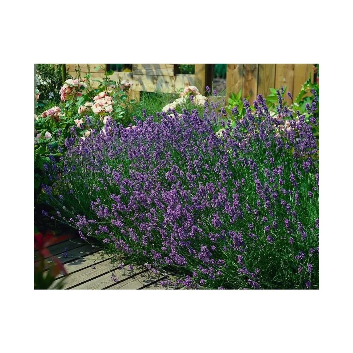 Blühender Lavendel 'Munstead' als Bodendecker im Garten, violette Blüten, 60er Set.