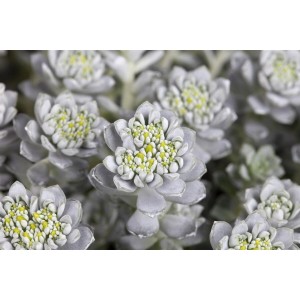 Nahaufnahme der silbergrauen Sedum Spathulifolium 'Cape Blanco' im 9x9 cm Topf.