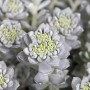 Nahaufnahme der silbergrauen Sedum Spathulifolium 'Cape Blanco' im 9x9 cm Topf.