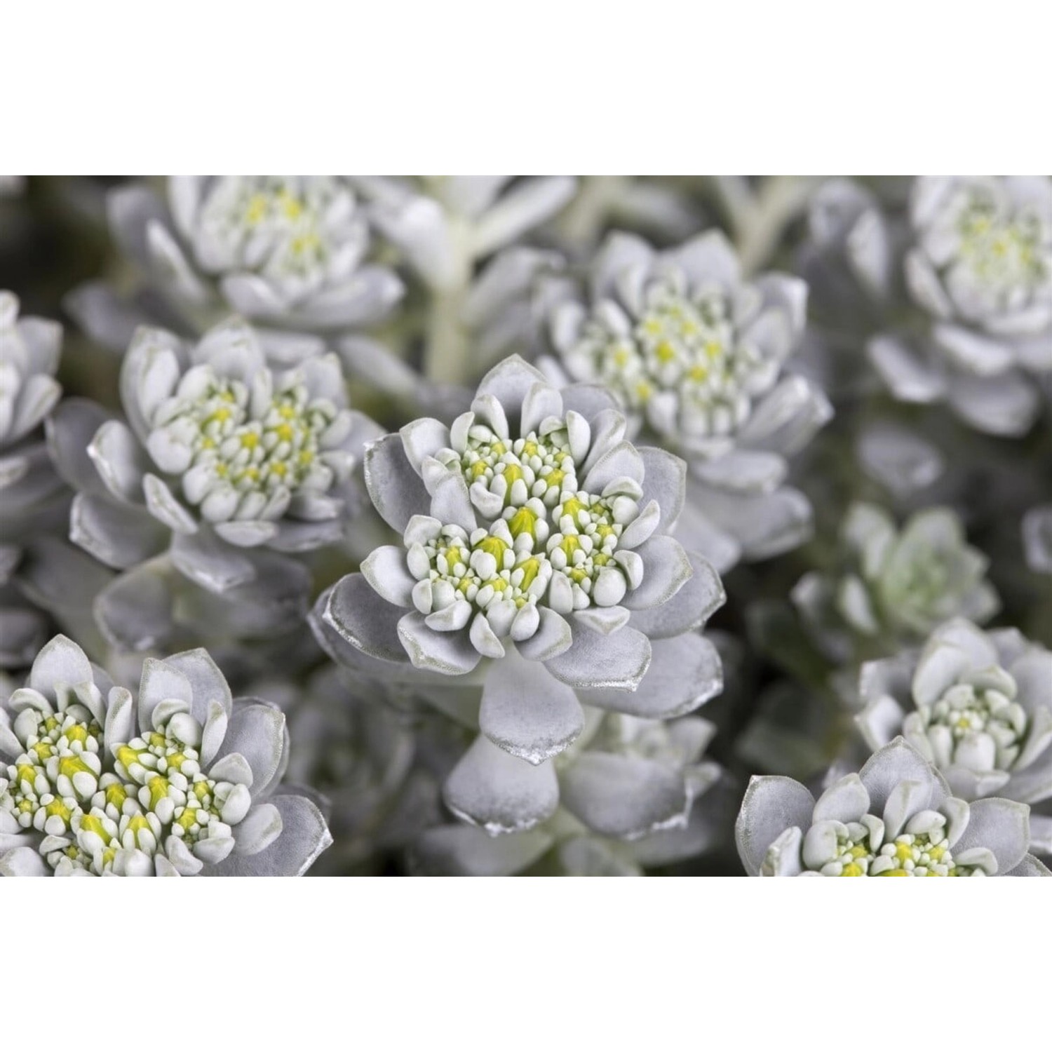 Sedum Spathulifolium Cape Blanco Silbergrau Ca. 9x9 cm Topf günstig online kaufen