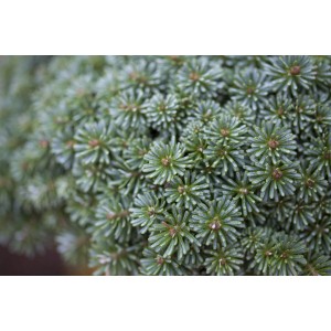 Nahaufnahme der Abies Koreana Tanja Koreatanne, einer kompakten, immergrünen Hausbaum-Variante.