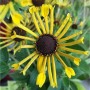Sonnenhut Henry Eilers - Rudbeckia subtomentosa_2