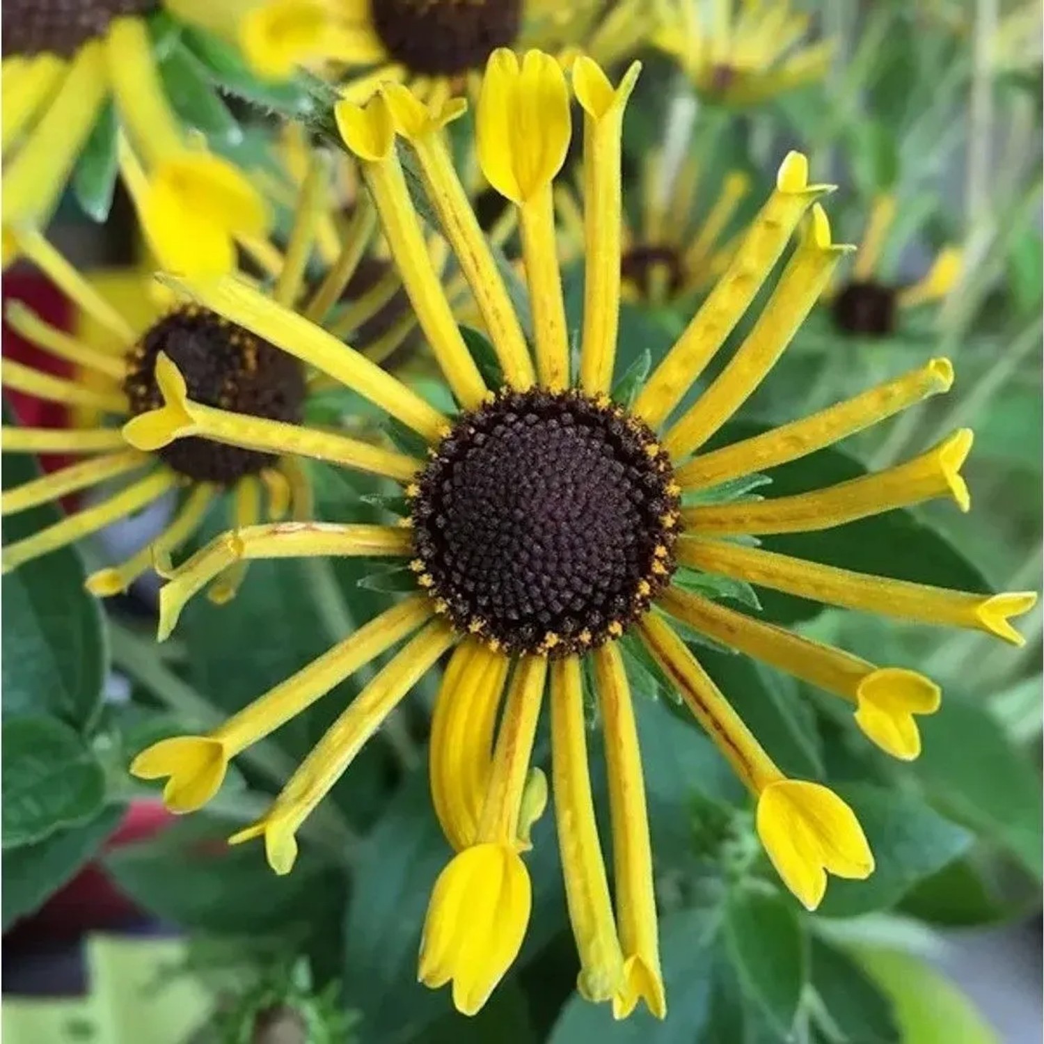 Sonnenhut Henry Eilers - Rudbeckia subtomentosa_2