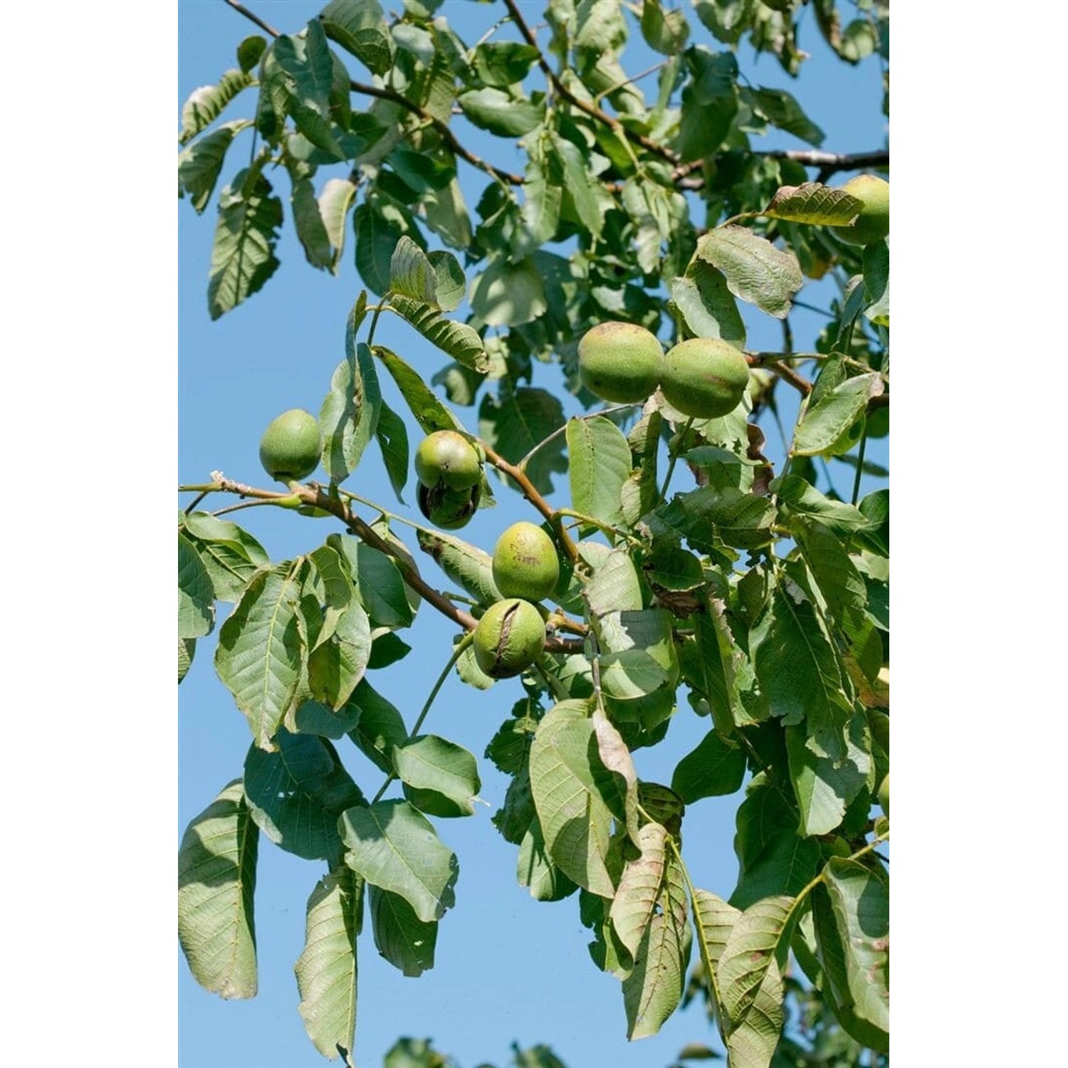 Juglans Regia Lake Walnussbaum 150–200 cm günstig online kaufen