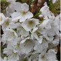 Nahaufnahme weißer Blüten der Kurilenkirsche Brillant mit gelben Staubgefäßen. Ideal als Zierkirsche für Garten & Kübel.