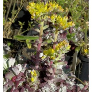 Fetthenne Purpureum - Sedum spathulifolium