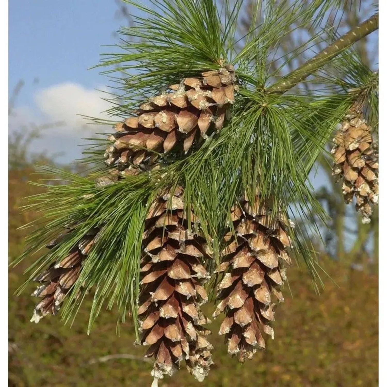Schwerin Kiefer 40-60cm - Pinus schwerinii