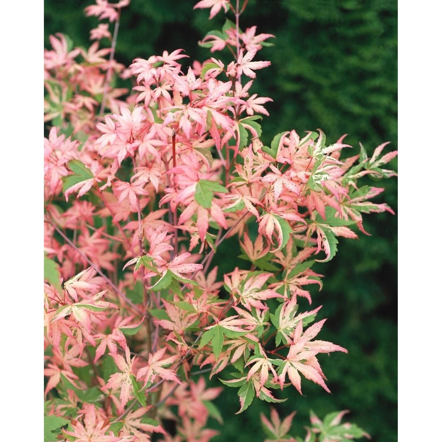 Acer Palmatum Okukuji Nishiki Japanischer Ahorn Bunt 80 cm Stammhöhe günstig online kaufen