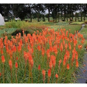 Feld mit blühenden Fackellilien 'Alcazar' (Kniphofia uvaria) in leuchtendem Orange, Stauden für den Garten.