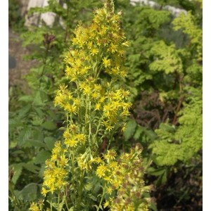 Goldgelbe Echte Goldrute (Solidago virgaurea), eine blühende Staude für sonnige Standorte.