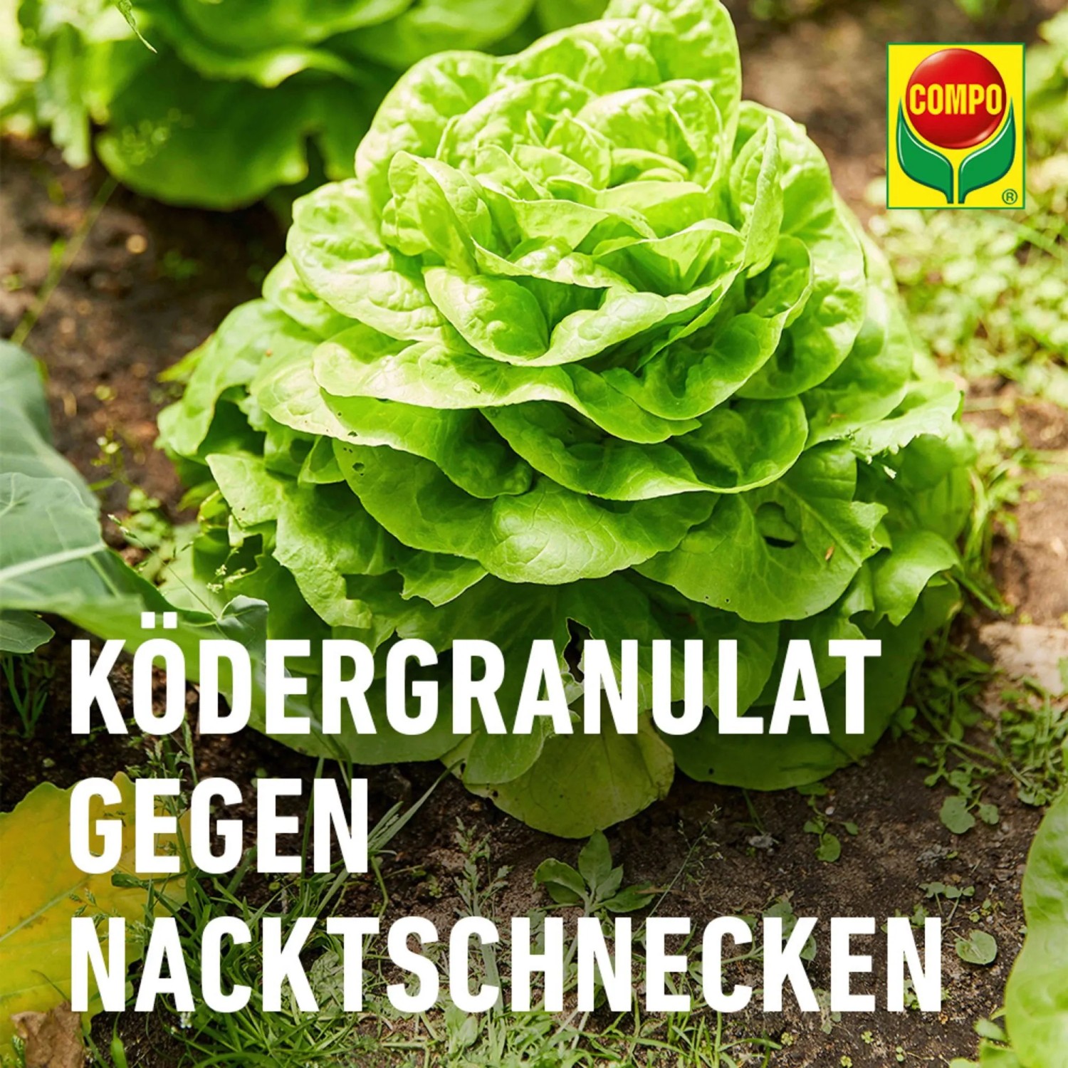 Compo Schneckenkorn Vorteilspack: Ködergranulat gegen Nacktschnecken im Gemüsebeet.