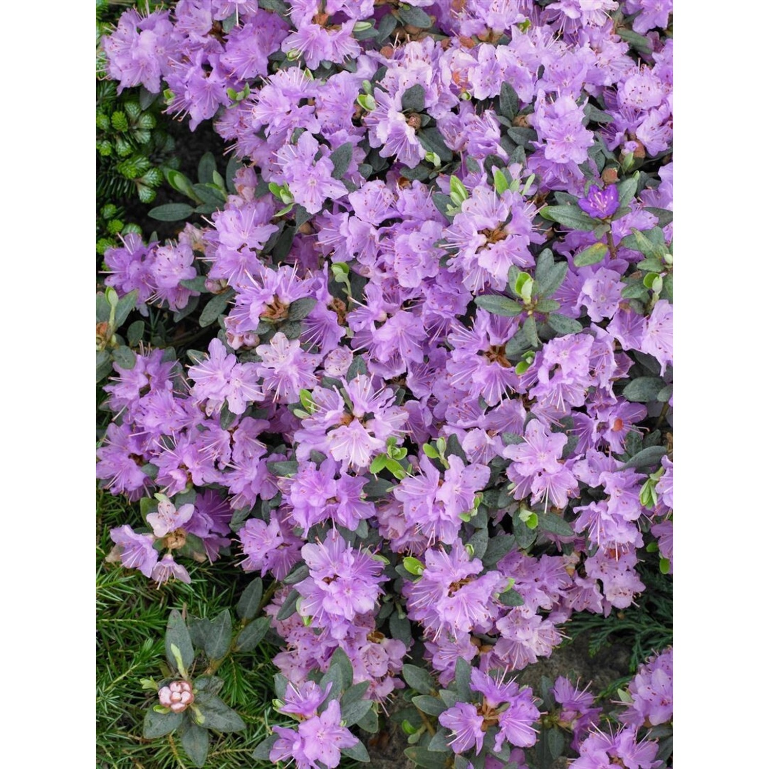 Rhododendron Impeditum Ramapo Zwerg-Rhododendron Lila 25–30 cm günstig online kaufen