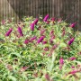 Blühender, roter Sommerflieder (Buddleja) im Topf. Schmetterlingsflieder mit roten Blüten.